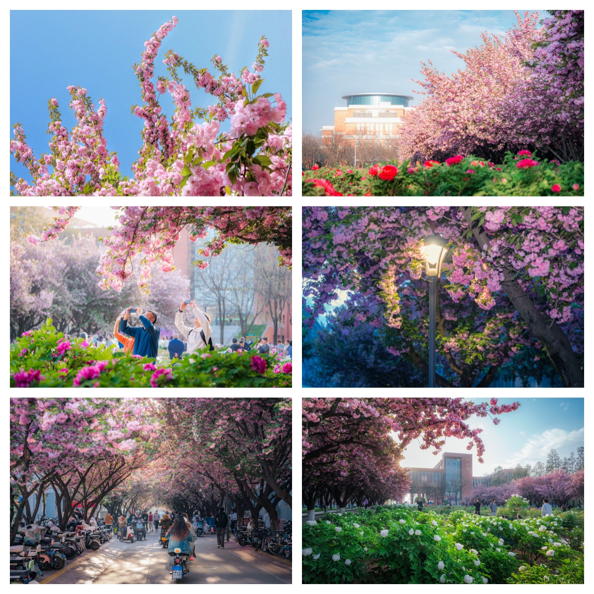 樱花季1.jpg